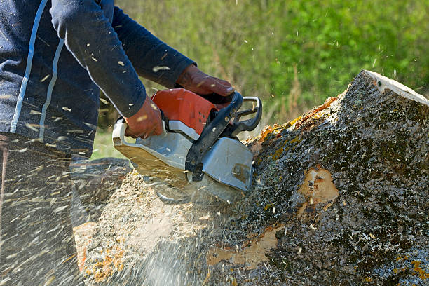 Tree and Shrub Care in Brewerton, NY